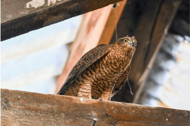 Wildlife rescuer Sally Beers stepped in to help with a sparrowhawk moved in to a Teignmouth quayside business