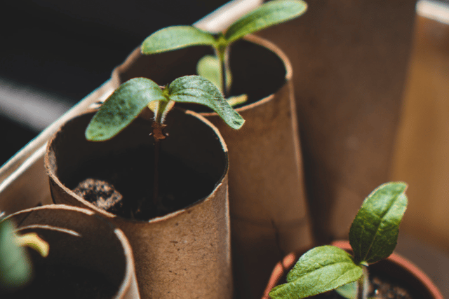Deadline for free trees scheme