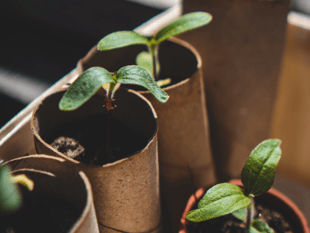 Deadline for free trees scheme