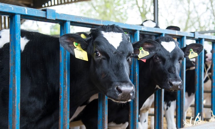 Cows