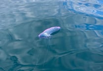 Warning after Portuguese Man O'War seen off Devon coast