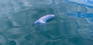 Warning after Portuguese Man O'War seen off Devon coast