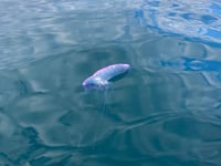 Warning after Portuguese Man O'War seen off Devon coast