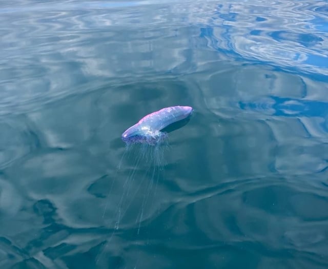 Warning after Portuguese Man O'War seen off Devon coast
