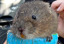 Water voles return to River Gara