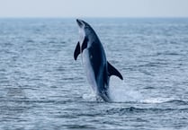 Ultra-rare white beaked  dolphin spotted off Teignmouth