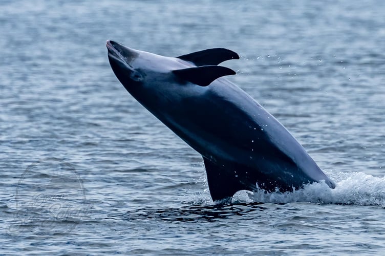 Rob Hughes/Devon Sea Safari
