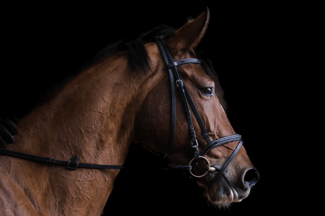 Appeal to complete racehorse census