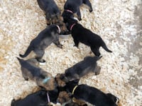 Police sniffing out dog walkers