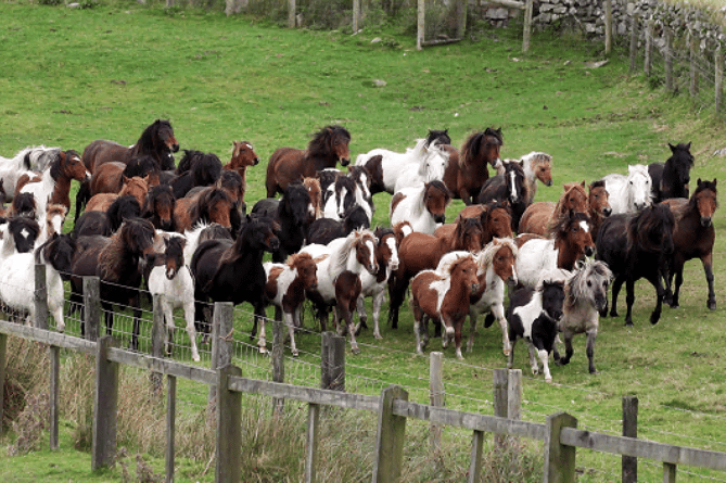 Dartmoor ponies