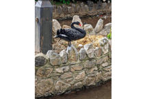 Town's iconic population of swans are breeding again