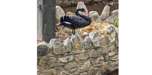 Town's iconic population of swans are breeding again