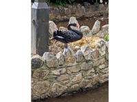 Town's iconic population of swans are breeding again