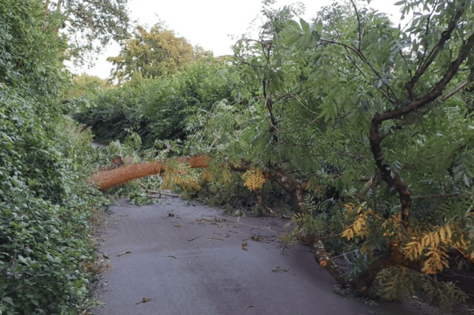 Tree in Dawlish felled by Storm Antoni
