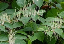 Concern at spread of Japanese knotweed