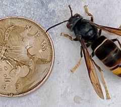 Beekeepers urge public to look out for Asian hornets