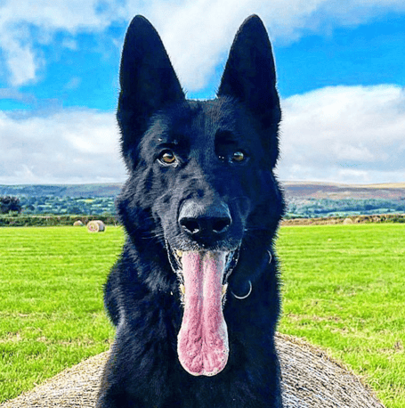 Retiring police dog Ozzie 