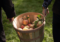 Dreams of Chudleigh-made cider as apple press gets going again
