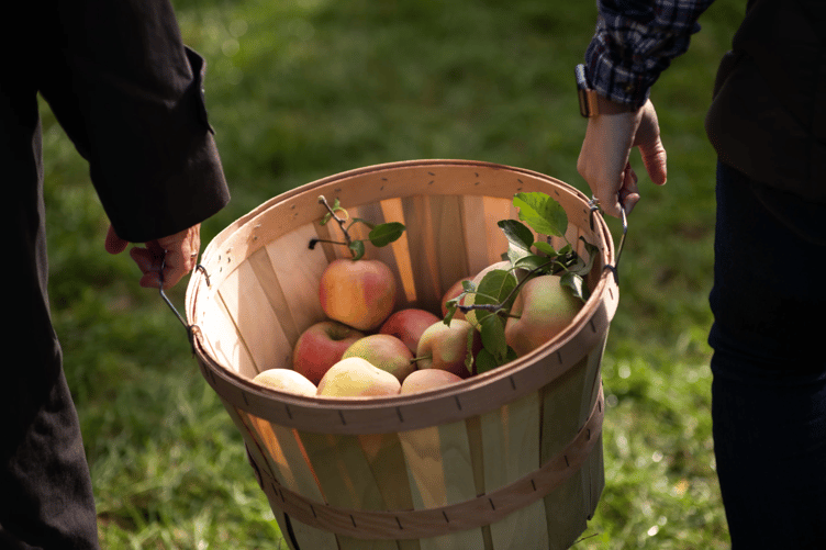 Apple picking stock image