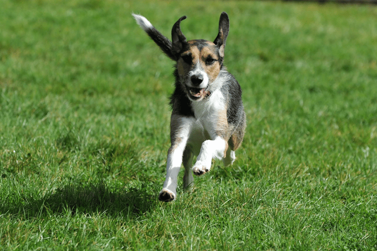 Hoping to run free in a new forever home - Smudge takes to the exercise field
