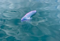 Council issue warning after Portuguese man o' war sightings