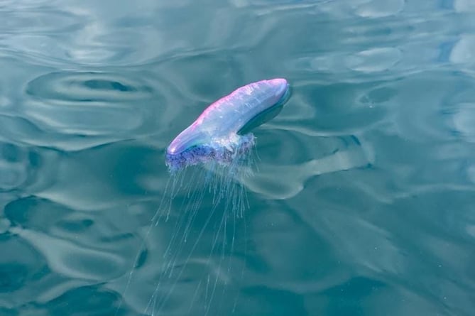 Council and Devon Wildlife Trust issue warning after Portuguese man o' war  sightings