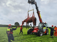 Is it a bird? Is it a plane? Not, it's fire crews rescuing a horse