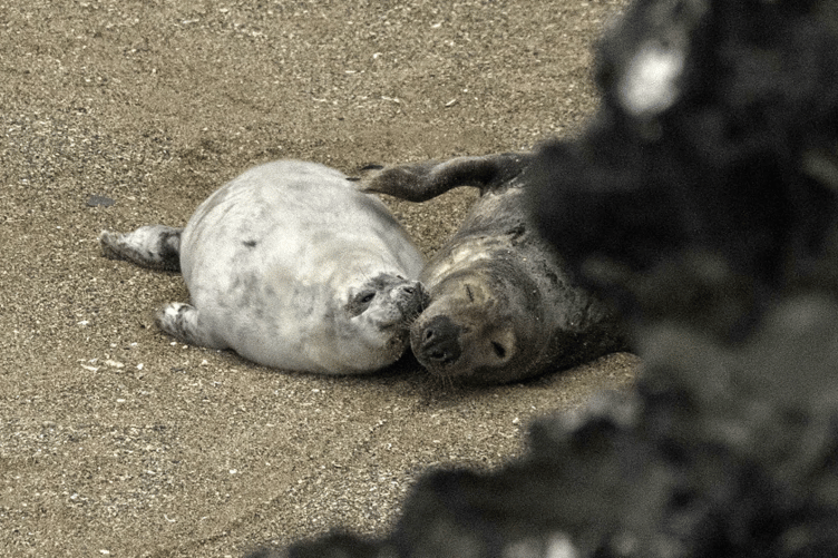 Keep your distance - image of seals taken on a very long zoom lens from a long and safe distance by SRT volunteer Andy Roger.