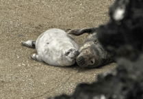 Give seals space warns leading marine charity