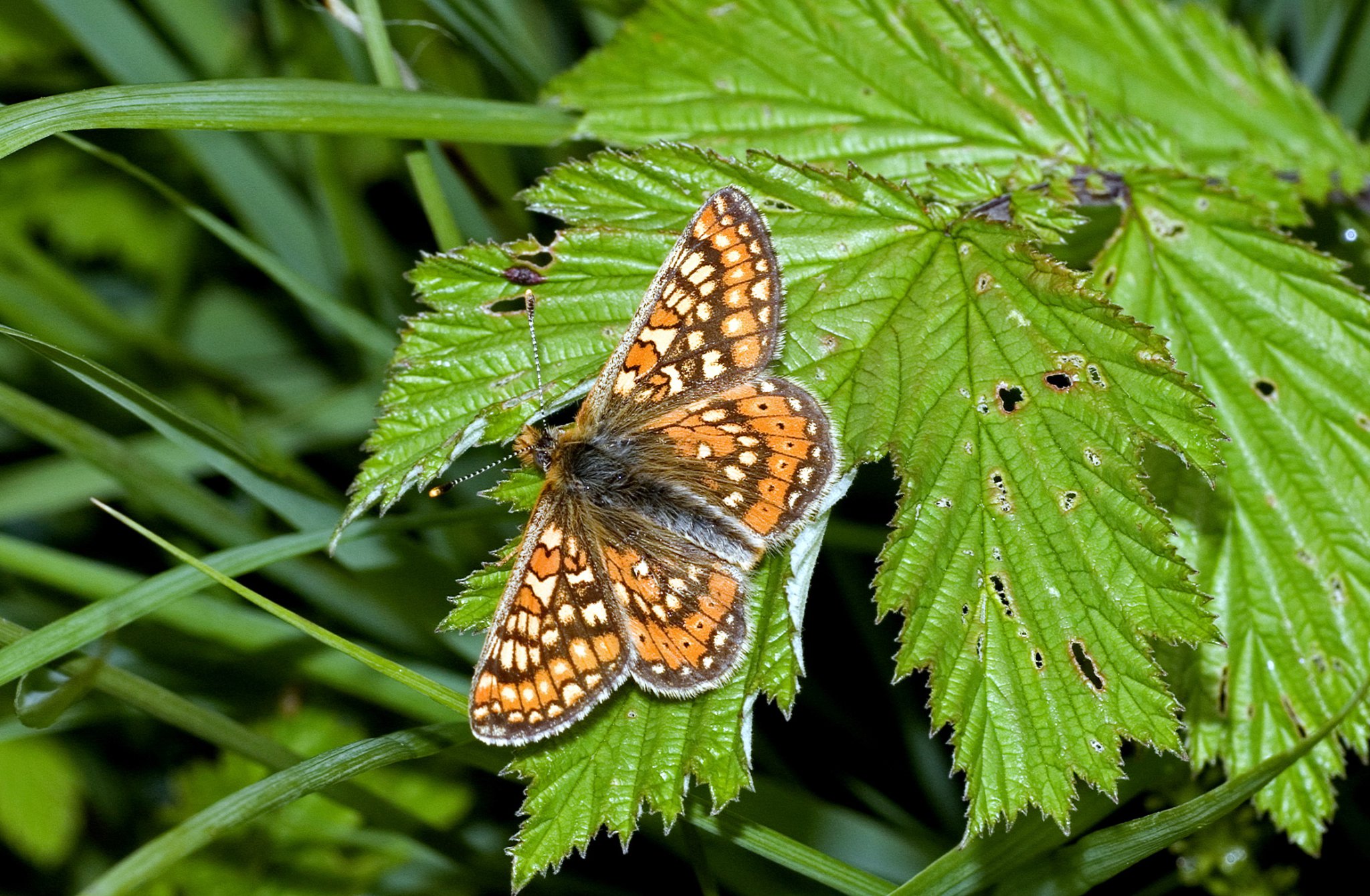 Devon Wildlife Trust surveys record number of rare butterflies