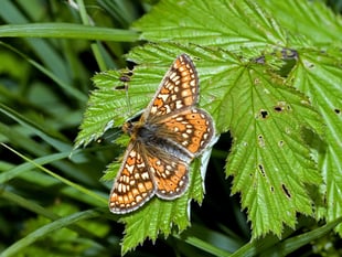 Devon Wildlife Trust surveys record number of rare butterflies