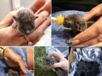 Adorable kittens left fighing for their lives 