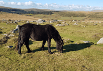 Ponies could be key to Dartmoor conservation