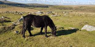 Ponies could be key to Dartmoor conservation