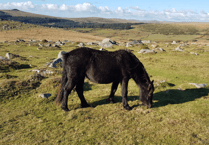 Ponies could be key to Dartmoor conservation