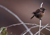 New awards to help wildlife