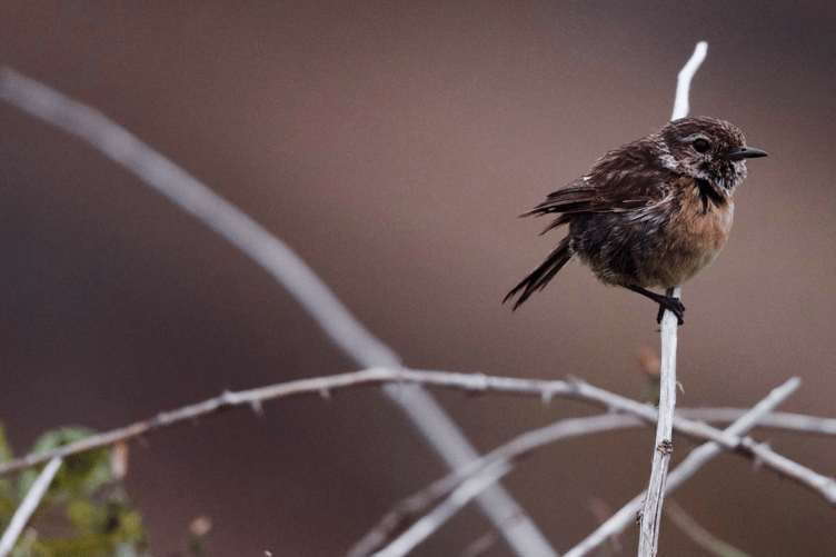 Wildlife stock image