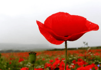 Poppy Appeal message from Chairman of Devon County Council