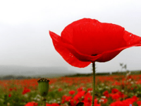 Poppy Appeal message from Chairman of Devon County Council