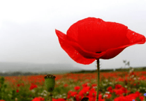 Poppy Appeal message from Chairman of Devon County Council