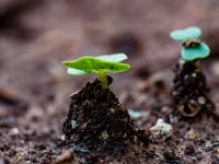 Free seeds and trees at green event