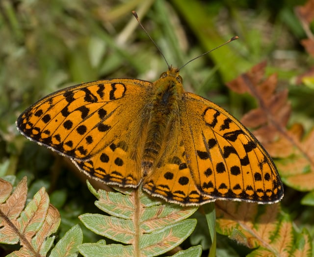 Project takes flight to save rare butterflies