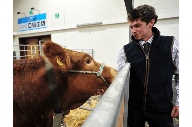 Josh Quant from Kingskerswell with pure breed Limousin Tootie Frootie