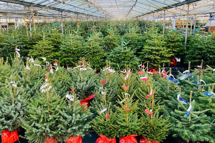 Plants Galore