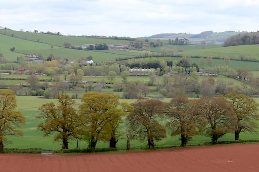 Trees in a hedgerow near Crediton, stock image. AQ 0996