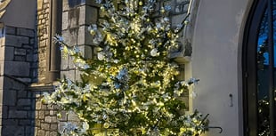 Special tree gives chance for remembrance