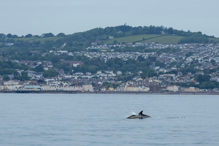 Devon Sea Safari