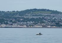 Bottlenose dolphins at risk says Plymouth University
