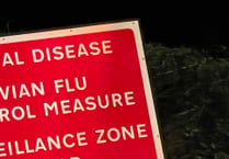 Shock that bird flu returns to Devon again
