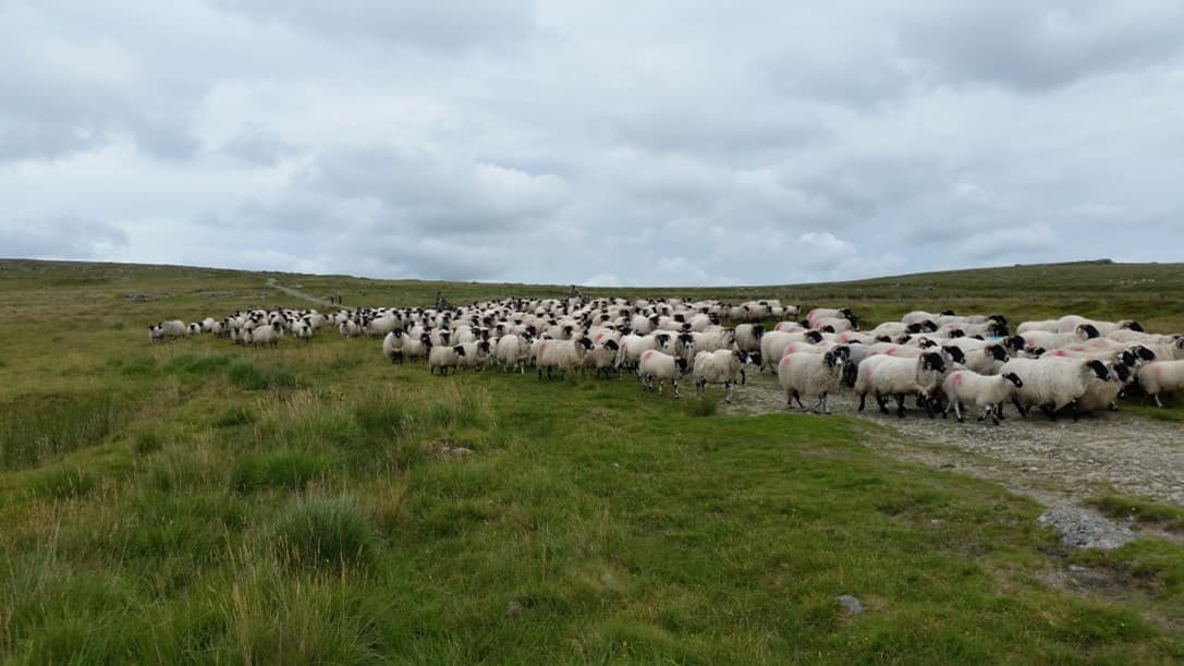 Dartmoor cooperative celebrates fifth year of supplying lamb to major